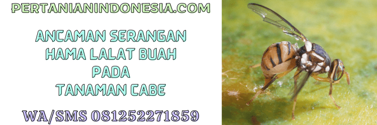 ancaman,serangan,hama,cabai,budidaya,pertanian indonesia